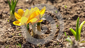 First yellow crocus flowers, spring saffron