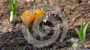 First yellow crocus flowers, spring saffron