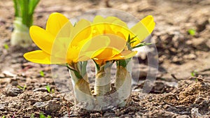 First yellow crocus flowers, spring saffron