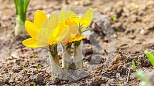 First yellow crocus flowers, spring saffron