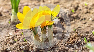 First yellow crocus flowers, spring saffron