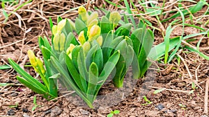 first yellow crocus flowers, spring saffron