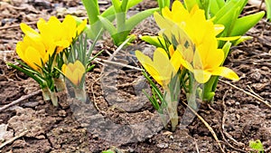 first yellow crocus flowers, spring saffron