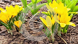 first yellow crocus flowers, spring saffron