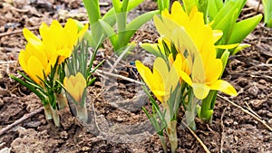 first yellow crocus flowers, spring saffron