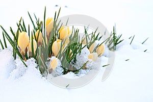 Crocuses