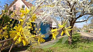 First yellow sping flowers in the village