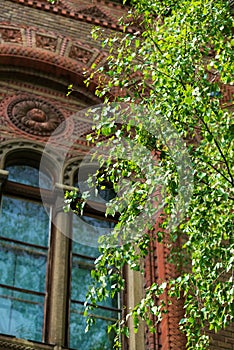 The first young birch leaves in the city