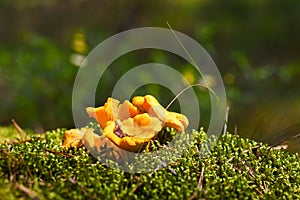The first young edible fungus mushroom grows in moss in the forest