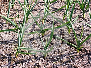 The first young garlic grew in the spring in the garden