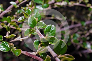 First young green foliage on bush branch. Soft focused macro shot of leaves on twig. Spring coming concept.