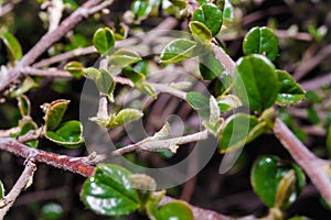 First young green foliage on bush branch. Soft focused macro shot of leaves on twig. Spring coming concept.