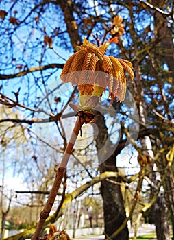 The first young leaves on the branches of a chestnut tree in early spring