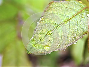 First young pink leaves of rose with water drops in garden for background and soft focus ,macro image ,sweet color