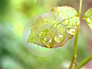 First young pink leaves of rose with water drops in garden for background and soft focus ,macro image ,sweet color