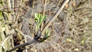 First young spring foliage on a tree. First spring leaves
