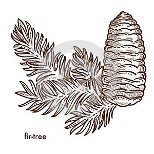 Firtree branch and cone composition, plant isolated icon