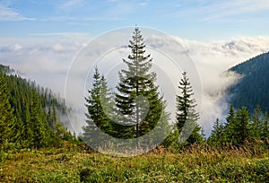 Firtrees on glade in mountains above haze and clouds sunrise