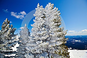 Firtrees in the snow and the mountains