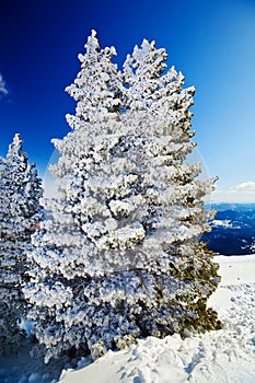 Firtrees in the snow and the mountains photo