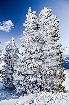 firtrees in the snow and the mountains photo
