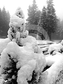 Firts snow in black forest