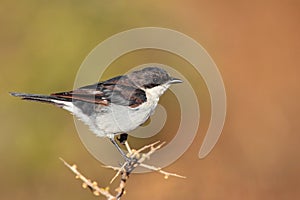 Fiscal Flycatcher
