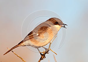 Fiscal Flycatcher