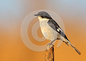 Fiscal Flycatcher