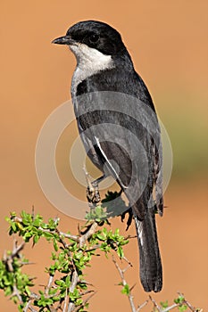 Fiscal flycatcher