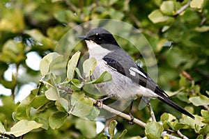 Fiscal Flycatcher