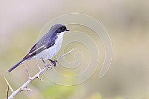 Fiscal flycatcher - Sigelus silens