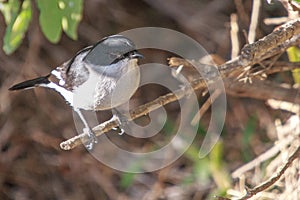 Fiscal Flycatcher