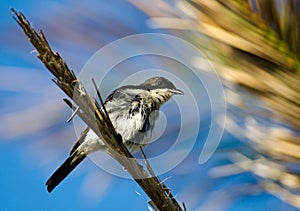 Fiscal Flycatcher on palm frond