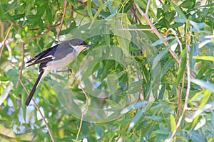 Fiscal flycatcher - Sigelus silens