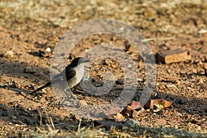 Fiscal Flycatcher - Sigelus silens