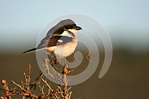 Fiscal Shrike Female