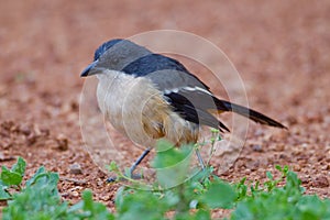 Fiscal shrike (lanius collaris)