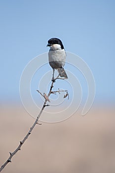 Fiscal Shrike, Rietvlei Nature Reserve, South Africa.