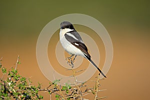 Fiscal shrike, South Africa