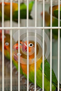 Fischer Dominant Pied Green Lovebirds in cage for sale