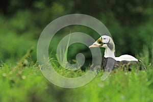 Fischer eider