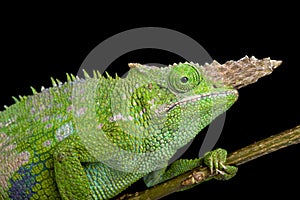 Fischer's chameleon (Kinyongia fischeri )