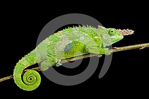 Fischer's chameleon (Kinyongia fischeri )