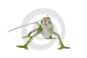 Fischer's chameleon, Kinyongia fischeri on white