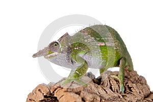 Fischer's chameleon, Kinyongia fischeri on white