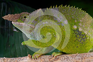 Fischer's Chameleon male