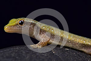 Fischer`s Dwarf Gecko, Lygodactylus fischeri