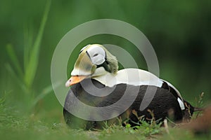 Fischer's eider
