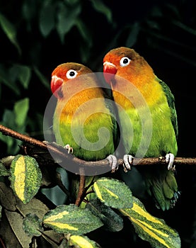 Fischer`s Lovebird, agapornis fischeri